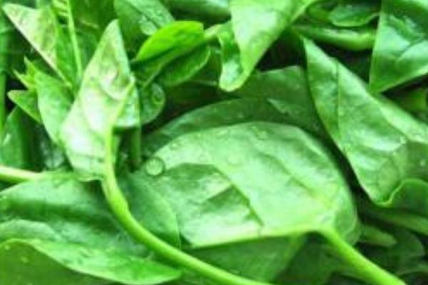 潺菜怎么种(什么时候种) 潺菜种植方法与注意事项