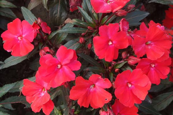 非洲凤仙怎么浇水（多久浇一次）  非洲凤仙的养殖方法