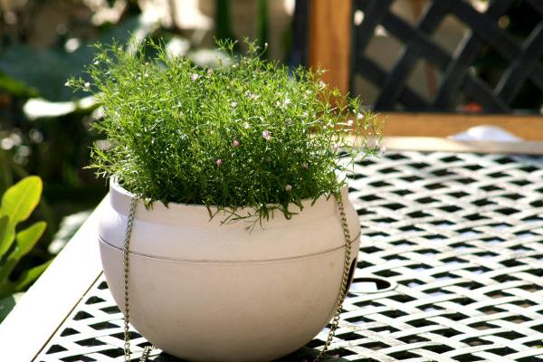 婚纱吊兰图片大全 婚纱吊兰花语及寓意