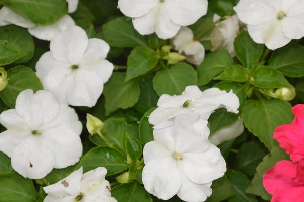 非洲凤仙怎么浇水(多久浇一次) 非洲凤仙的养殖方法