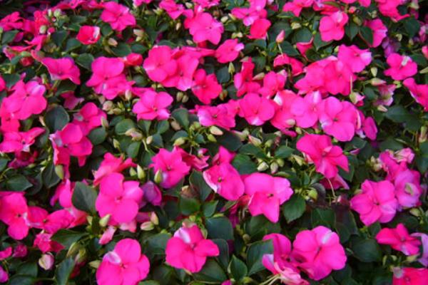 非洲凤仙怎么浇水(多久浇一次) 非洲凤仙的养殖方法