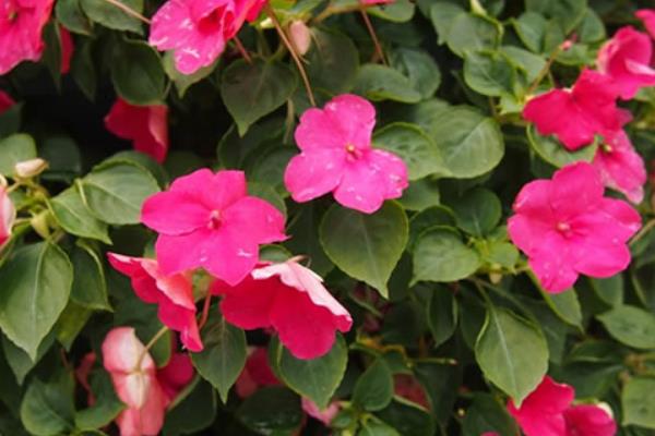 非洲凤仙怎么浇水(多久浇一次) 非洲凤仙的养殖方法