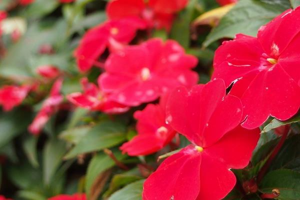 非洲凤仙怎么浇水(多久浇一次) 非洲凤仙的养殖方法