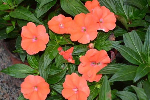 非洲凤仙怎么浇水(多久浇一次) 非洲凤仙的养殖方法