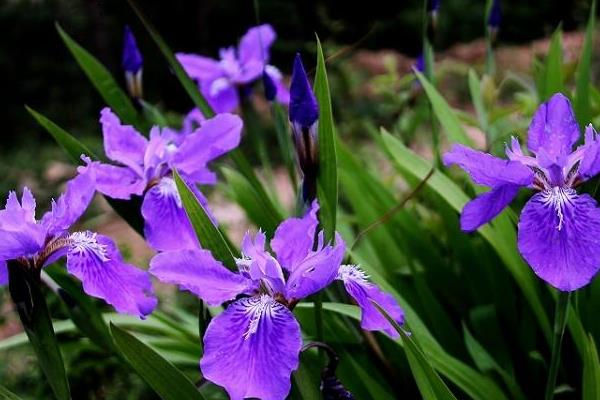 巴西鸢尾兰图片大全 巴西鸢尾兰花语及寓意