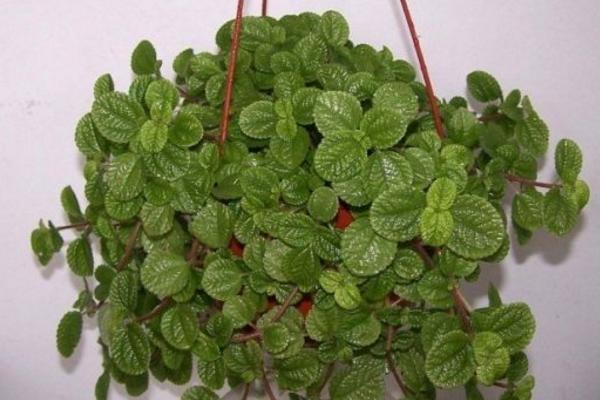 吸毒草和绿萝哪个吸甲醛效果好 吸毒草简介