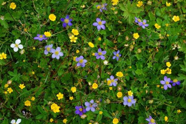 活血丹怎么种 活血丹种植方法与注意事项