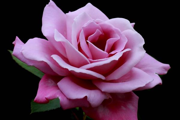 月季花图片大全 月季花花语及寓意