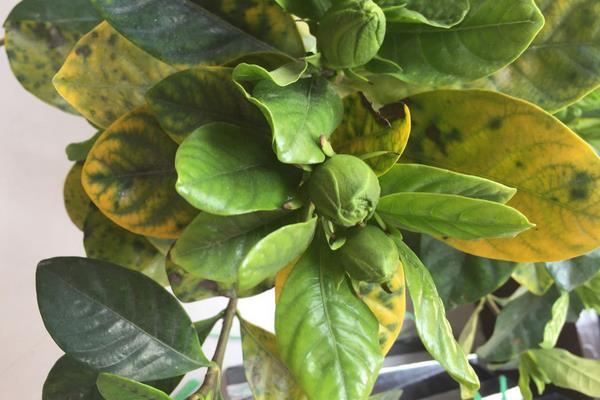 栀子花黄叶怎么办 栀子花蔫了原因及解决方法