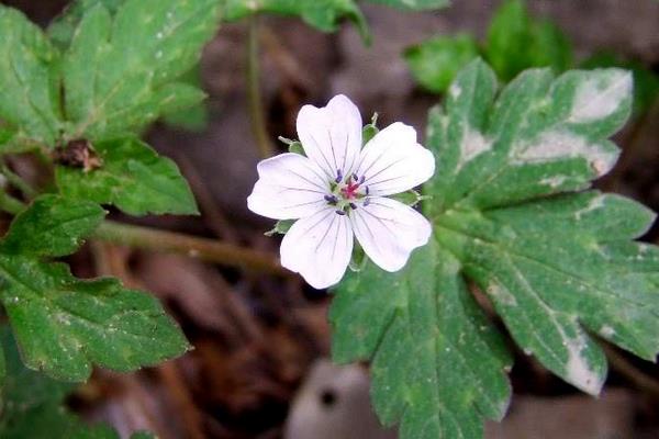 老鹳草图片大全 老鹳草产地在哪里
