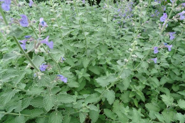 猫薄荷对猫有什么作用  猫薄荷有毒吗