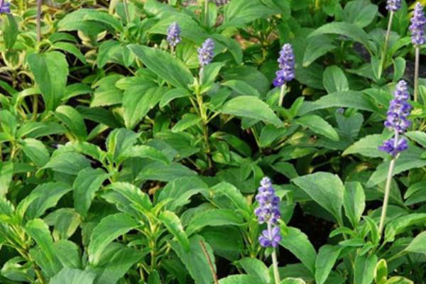 鼠尾草种子市场价格多少钱一斤 鼠尾草种子的种植技术