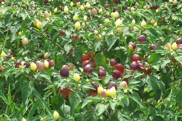 五彩椒怎么种 五彩椒种植技术与注意事项