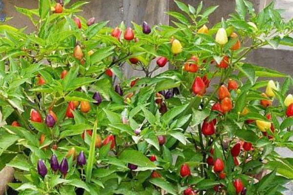 五彩椒怎么种 五彩椒种植技术与注意事项