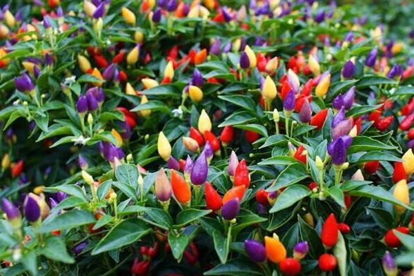 五彩椒怎么种 五彩椒种植技术与注意事项