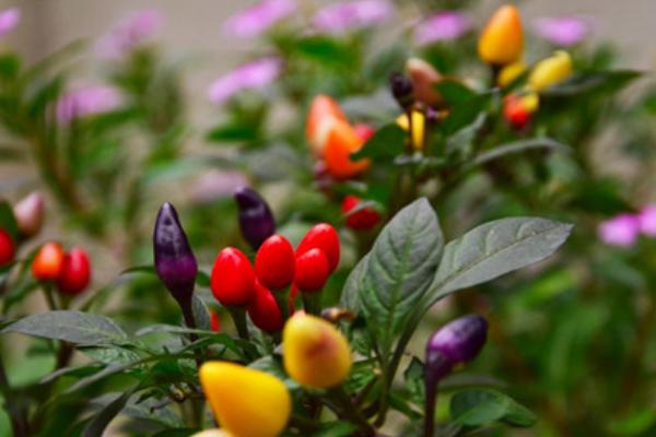 五彩椒怎么种 五彩椒种植技术与注意事项