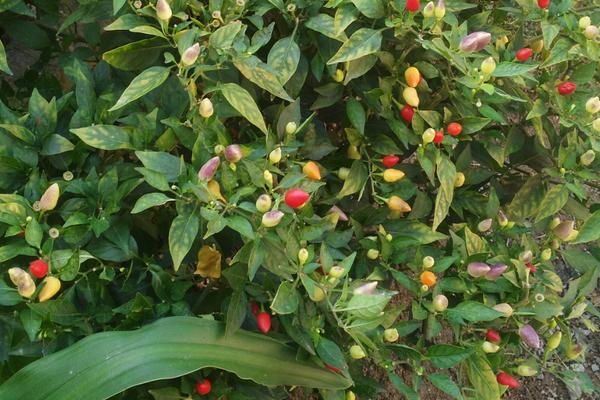 五彩椒怎么种 五彩椒种植技术与注意事项