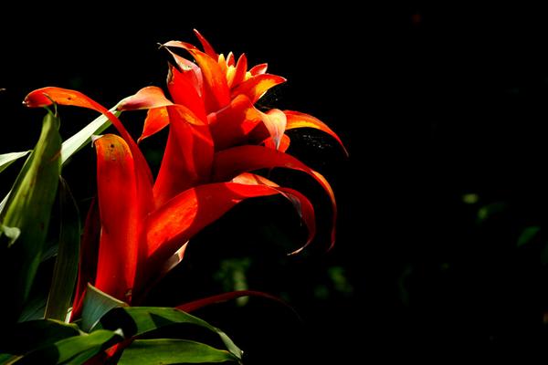 火炬花怎么养 火炬花养殖方法与注意事项