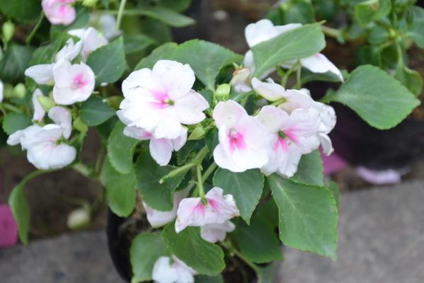 凤仙花怎么浇水(多久浇一次) 凤仙花如何施肥