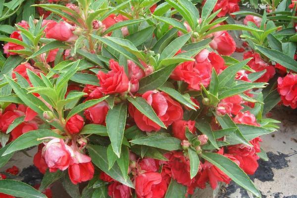 凤仙花怎么浇水(多久浇一次) 凤仙花如何施肥