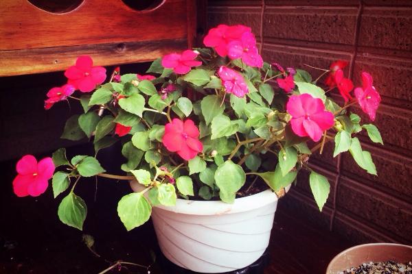 凤仙花怎么浇水(多久浇一次) 凤仙花如何施肥