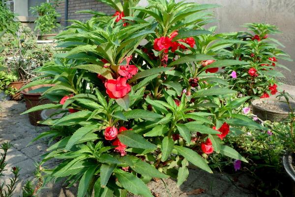 凤仙花怎么浇水(多久浇一次) 凤仙花如何施肥