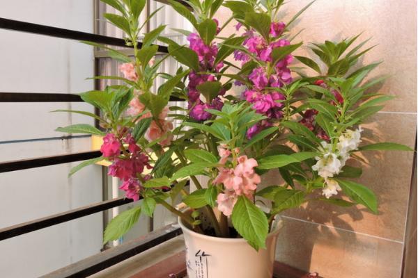 凤仙花怎么浇水(多久浇一次) 凤仙花如何施肥