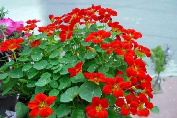 旱金莲什么时候开花(几月) 旱金莲不开花怎么办