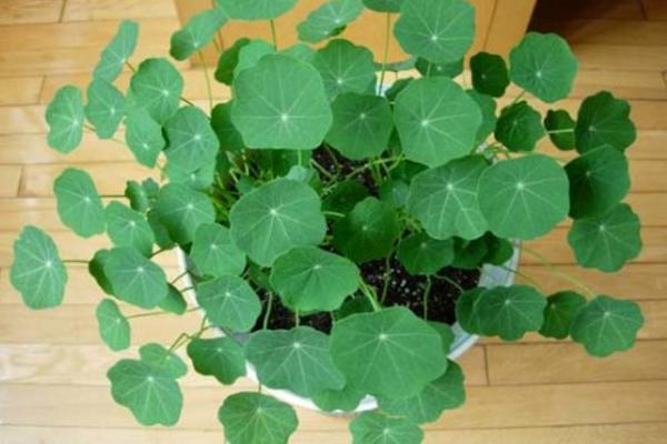 旱金莲什么时候开花(几月) 旱金莲不开花怎么办