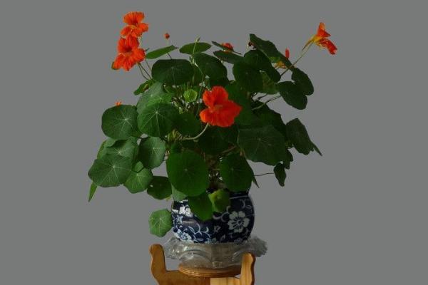 旱金莲什么时候开花(几月) 旱金莲不开花怎么办