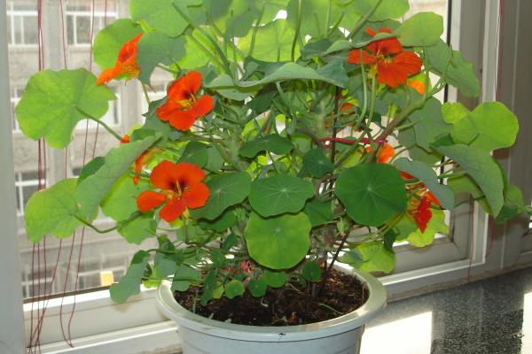 旱金莲什么时候开花(几月) 旱金莲不开花怎么办