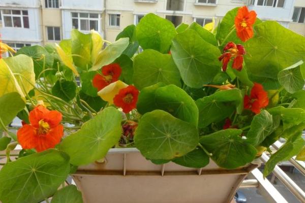 旱金莲什么时候开花(几月) 旱金莲不开花怎么办