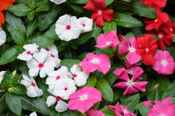 长春花什么时候开花(花期是几月) 长春花如何播种