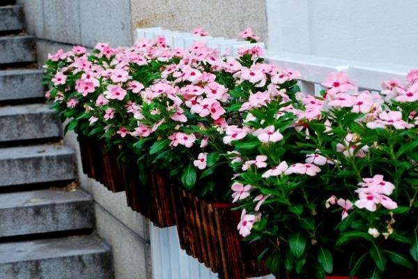 长春花什么时候开花(花期是几月) 长春花如何播种