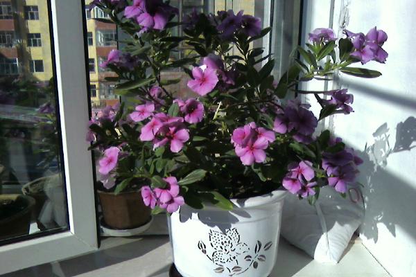 长春花什么时候开花(花期是几月) 长春花如何播种