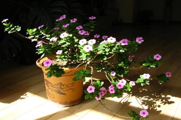 长春花什么时候开花(花期是几月) 长春花如何播种