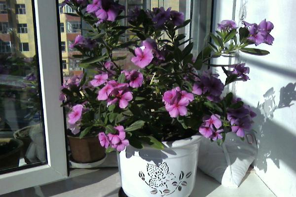 长春花怎么浇水(多久浇一次水) 长春花叶子发黄怎么办