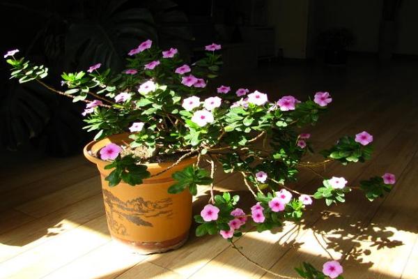 长春花怎么浇水(多久浇一次水) 长春花叶子发黄怎么办