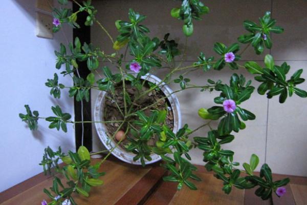 长春花怎么浇水(多久浇一次水) 长春花叶子发黄怎么办