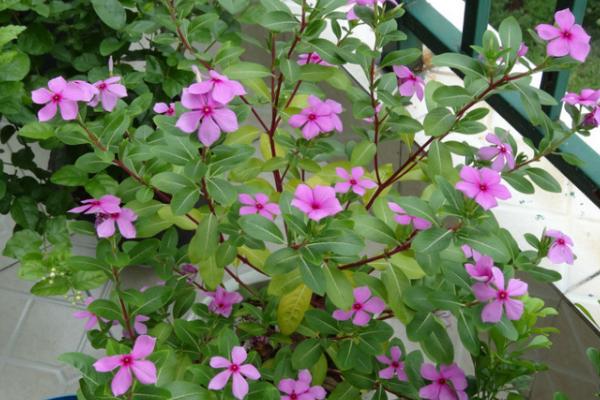 长春花怎么浇水(多久浇一次水) 长春花叶子发黄怎么办