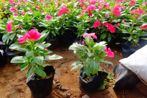 长春花怎么浇水(多久浇一次水) 长春花叶子发黄怎么办