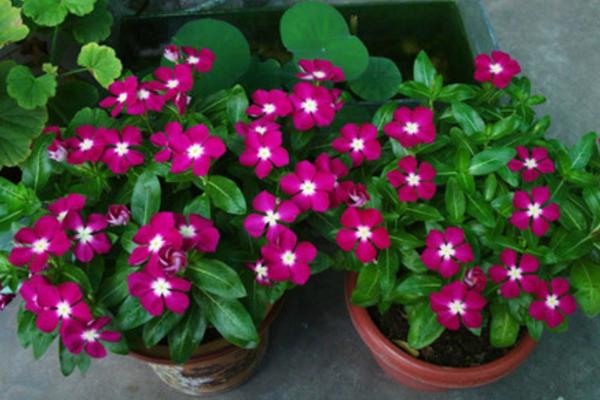 长春花怎么浇水(多久浇一次水) 长春花叶子发黄怎么办