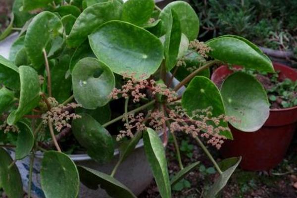 镜面草开花吗 镜面草什么时候开花(几月)