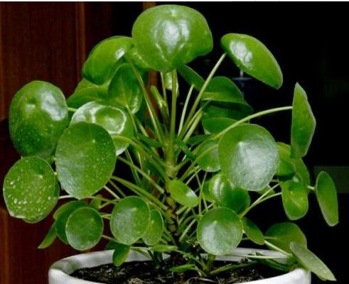 镜面草开花吗 镜面草什么时候开花(几月)