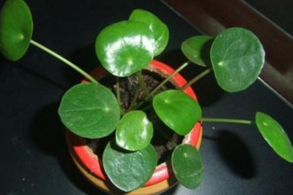 镜面草开花吗 镜面草什么时候开花(几月)