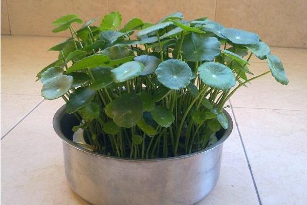 镜面草开花吗 镜面草什么时候开花(几月)