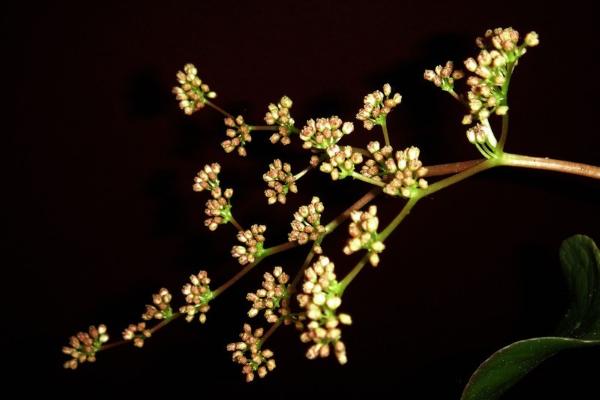 镜面草开花吗 镜面草什么时候开花(几月)