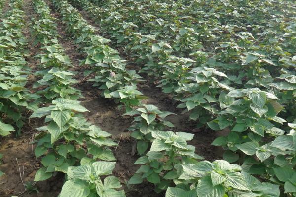 紫苏什么时候种(几月) 紫苏种子怎么种