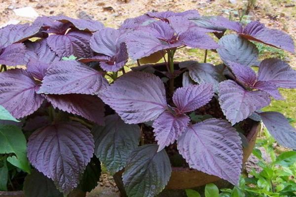 紫苏什么时候种(几月) 紫苏种子怎么种