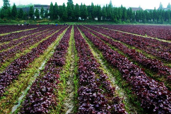 紫苏什么时候种(几月) 紫苏种子怎么种